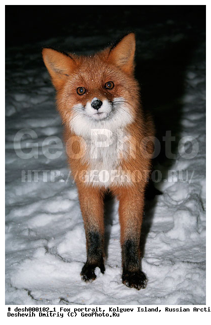 Vulpes vulpes, �������, �������, �����������, �����, ����, ������, �����, ���, ���������, ������, ��������, �����, ����� ����, �����, ��������, �����, �������������, �����, �����, ������, �������, ������, Canidae, ������������ ������, ����� ������, Vulpes vulpes, ����, XYZ