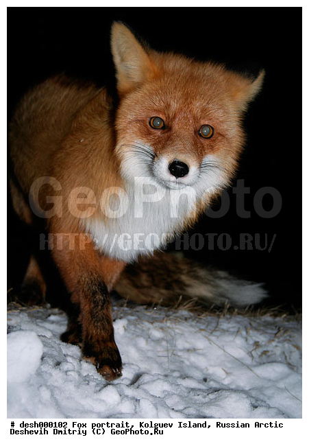 Vulpes vulpes, �������, �������, �����������, �����, ����, ������, �����, ���, ���������, ������, ��������, �����, ����� ����, �����, ��������, �����, �������������, �����, �����, ������, �������, ������, Canidae, ������������ ������, ����� ������, Vulpes vulpes, ����, XYZ