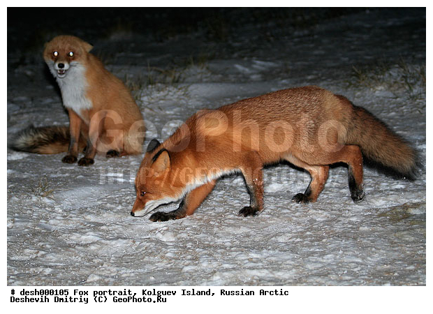 Vulpes vulpes, �������, �������, �����������, ������ �� ����������, ������, ����, ��������, �����, �����, ����, ������, �����, ���, ���������, ������, ����, ��������, �����, ����� ����, �����, ��������, ���������, �����, �������������, �����, �����, ������, �������, ������, Canidae, ������������ ������, ����� ������, Vulpes vulpes, ����, XYZ