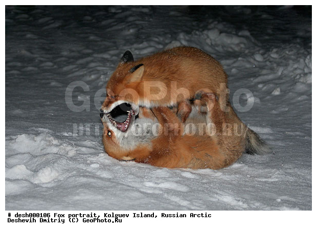 Vulpes vulpes, �������, �������, �����������, ������ �� ����������, ������, ����, ��������, �����, �����, ����, ������, �����, ���, ���������, ������, ����, ��������, �����, ����� ����, �����, ��������, ���������, �����, ��������������, �������������, �����, �����, ������, �������, ������, Canidae, ������������ ������, ����� ������, Vulpes vulpes, ����, XYZ