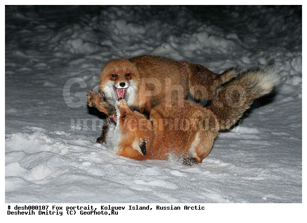 Vulpes vulpes, �������, �������, �����������, ������ �� ����������, ��������, �����, �����, ����, ������, �����, ���, ���������, ������, ��������, �����, ����� ����, �����, ��������, �����, ��������������, �������������, �����, �����, ������, �������, ������, Canidae, ������������ ������, ����� ������, Vulpes vulpes, ����, XYZ