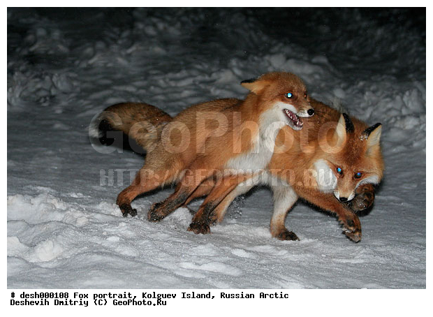 Vulpes vulpes, �������, �������, �����������, ������ �� ����������, ������, ����, ��������, �����, �����, ����, ������, �����, ���, ���������, ������, ����, ��������, �����, ����� ����, �����, ��������, ���������, �����, �������������, �����, �����, ������, �������, ������, Canidae, ������������ ������, ����� ������, Vulpes vulpes, ����, XYZ