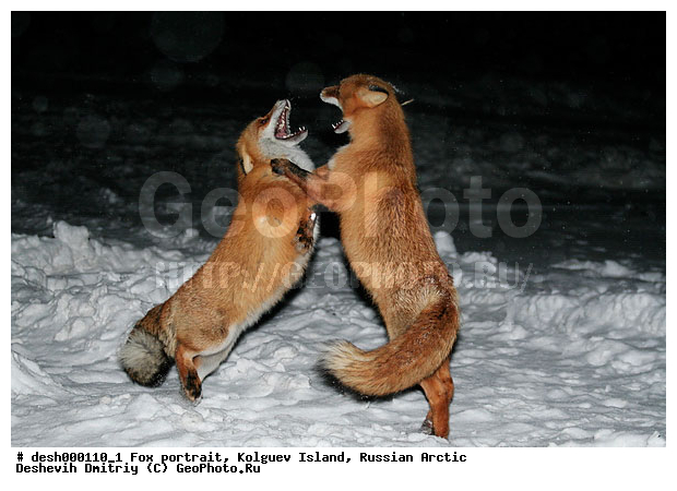 Vulpes vulpes, �������, �������, �����������, ������ �� ����������, ������, ����, ��������, �����, �����, ����, ������, �����, ���, ���������, ������, ����, ��������, �����, ����� ����, �����, ��������, ���������, �����, ��������������, �������������, �����, �����, ������, �������, ������, Canidae, ������������ ������, ����� ������, Vulpes vulpes, ����, XYZ