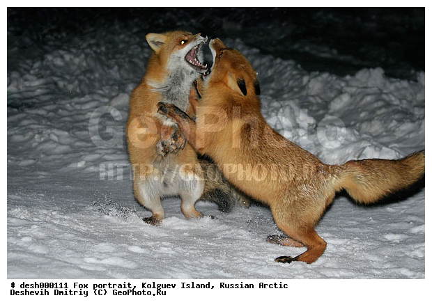 Vulpes vulpes, �������, �������, �����������, ������ �� ����������, ��������, �����, �����, ����, ������, �����, ���, ���������, ������, ��������, �����, ����� ����, �����, ��������, �����, ��������������, �������������, �����, �����, ������, �������, ������, Canidae, ������������ ������, ����� ������, Vulpes vulpes, ����, XYZ