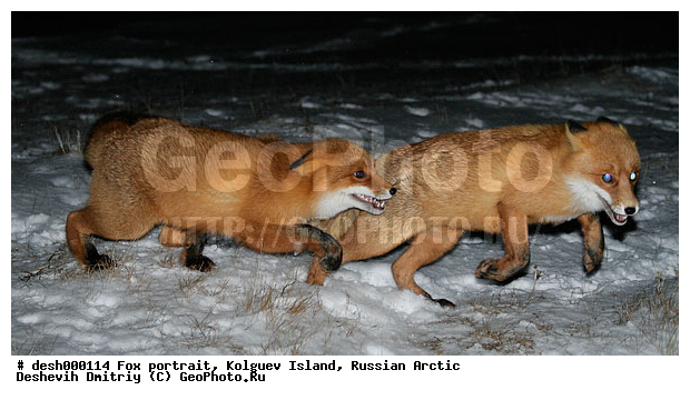 Vulpes vulpes, �������, �������, �����������, ������ �� ����������, ������, ����, ��������, �����, �����, ����, ������, �����, ���, ���������, ������, ����, ��������, �����, ����� ����, �����, ��������, ���������, �����, �������������, �����, �����, ������, �������, ������, Canidae, ������������ ������, ����� ������, Vulpes vulpes, ����, XYZ