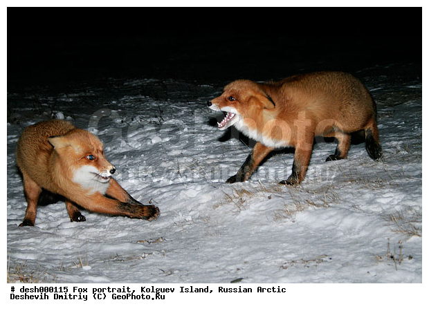 Vulpes vulpes, �������, �������, �����������, ������ �� ����������, ������, ����, ��������, �����, �����, ����, ������, �����, ���, ���������, ������, ����, ��������, �����, ����� ����, �����, ��������, ���������, �����, �������������, �����, �����, ������, �������, ������, Canidae, ������������ ������, ����� ������, Vulpes vulpes, ����, XYZ