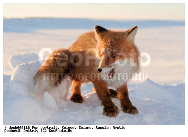 Vulpes vulpes, �������, �������, �����������, ������ �� ����������, ��������, �����, �����, ����, ������, �����, ���, ���������, ������, ��������, �����, ����� ����, �����, ��������, �����, �������������, �����, �����, ������, �������, ������, Canidae, ������������ ������, ����� ������, Vulpes vulpes, ����, XYZ