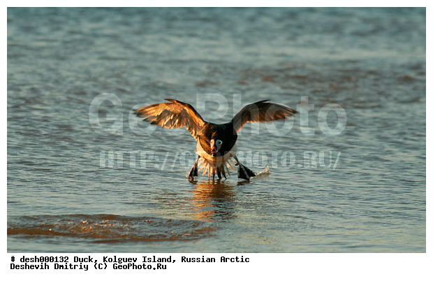 ��������� ����, �������, �������, �����������, �����, ������, ��������, �����, ��������, ����, �����������������, ������������� �����, XYZ, ������, Anatidae, �������, Clangula hyemalis, �����������������, ������������� �����, XYZ, ������, Anatidae, �������, Clangula hyemalis