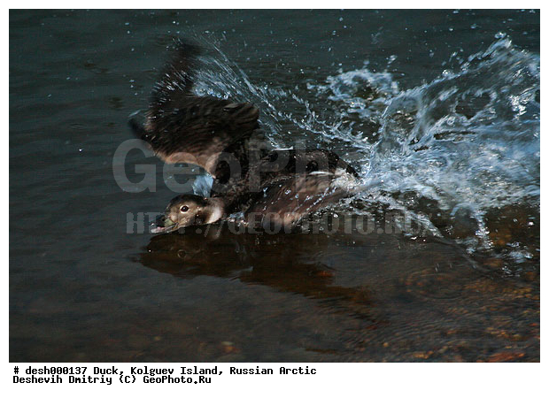 ��������� ����, �������, �������, �����������, ������, ��������, �����, ��������, ����, �����������������, ������������� �����, XYZ, ������, Anatidae, �������, Clangula hyemalis, �����������������, ������������� �����, XYZ, ������, Anatidae, �������, Clangula hyemalis