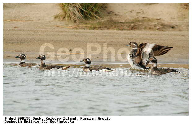 ��������� ����, �������, �������, �����������, ������, ��������, �����, ��������, ����, �����������������, ������������� �����, XYZ, ������, Anatidae, �������, Clangula hyemalis, �����������������, ������������� �����, XYZ, ������, Anatidae, �������, Clangula hyemalis