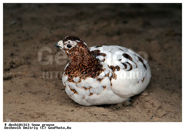 �������, ����� ���������, �������, �������, ���������, ������, �����, ��������� ����, �������, ����������� ���������, ������������� �������, �������� ���������� �����, ������, ��������, ��������, ��������, �����������, �����, �����, XYZ, �����������, Tetraonidae, ����� ���������,  Lagopus lagopus