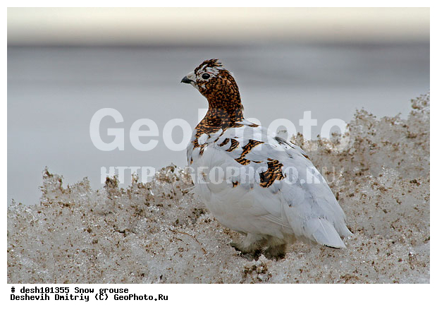 �������, ����� ���������, �������, �������, ���������, ������, �����, ����, ��������� ����, �������, ����������� ���������, ������������� �������, �������� ���������� �����, ������, ��������, ��������, ��������, �����������, �����, �����, XYZ, �����������, Tetraonidae, ����� ���������,  Lagopus lagopus