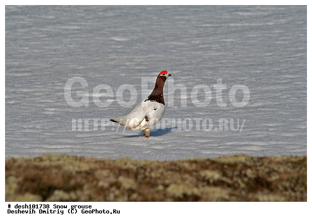 �������, ����� ���������, �������, �����, �������, ���������, �����, ����, ������, ��������� ����, �������, ����������� ���������, ������������� �������, �������� ���������� �����, ������, ��������, ��������, ��������, �����������, �����, �����, XYZ, �����������, Tetraonidae, ����� ���������,  Lagopus lagopus