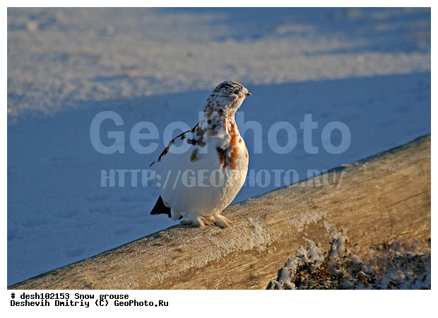 �������, ����� ���������, �������, �������, ���������, ������, �����, �����, ����, ��������� ����, �������, ����������� ���������, ������������� �������, �������� ���������� �����, ������, ��������, ��������, ��������, �����������, �����, �����, XYZ, �����������, Tetraonidae, ����� ���������,  Lagopus lagopus