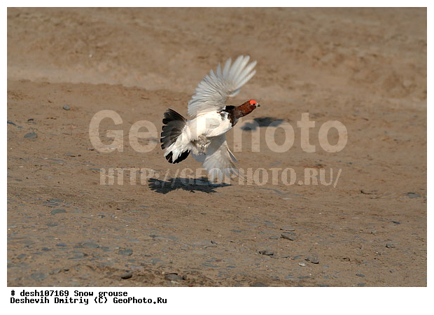 �������, ����� ���������, �������, �����, ������, �������, ���������, �����, �����, ��������� ����, �������, ����������� ���������, ������������� �������, �������� ���������� �����, ������, ��������, ��������, ��������, �����������, �����, �����, XYZ, �����������, Tetraonidae, ����� ���������,  Lagopus lagopus