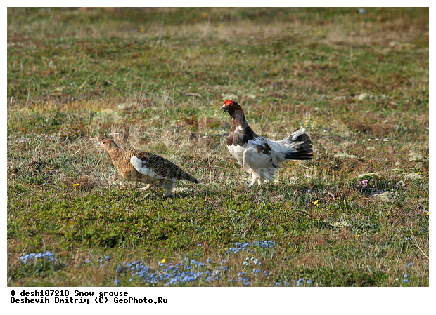 �������, ����� ���������, �������, ������� ����, �������, ���������, �����, ������, ��������� ����, �������, ����������� ���������, ������������� �������, �������� ���������� �����, ������, ��������, ��������, ��������, �����������, �����, �����, XYZ, �����������, Tetraonidae, ����� ���������,  Lagopus lagopus