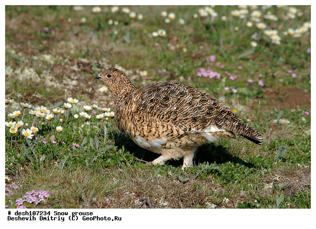 �������, ����� ���������, �������, �������, ���������, �����, ������, �����, ��������� ����, �������, ����������� ���������, ������������� �������, �������� ���������� �����, ������, ��������, ��������, ��������, �����������, �����, �����, XYZ, �����������, Tetraonidae, ����� ���������,  Lagopus lagopus