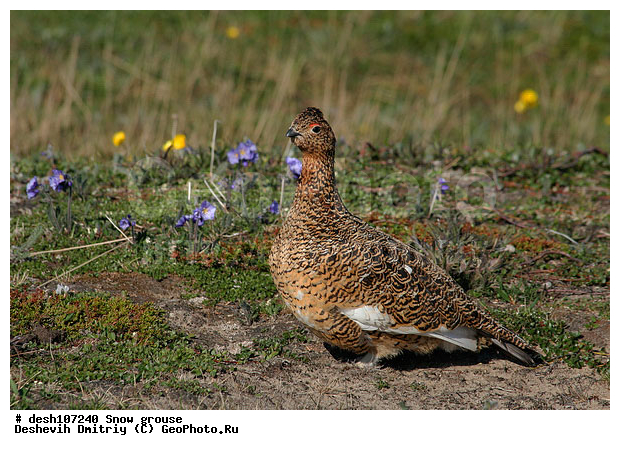 �������, ����� ���������, �������, �������, ���������, �����, ������, ��������� ����, �������, ����������� ���������, ������������� �������, �������� ���������� �����, ������, ��������, ��������, ��������, �����������, �����, �����, XYZ, �����������, Tetraonidae, ����� ���������,  Lagopus lagopus