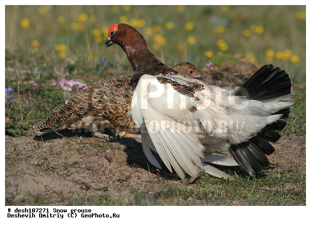 ����� ���������, ������� ����, �������, ���������, �����, ������, ����������, ��������, ��������� ����, �������, ����������� ���������, ������������� �������, �������� ���������� �����, ������, ��������, ��������, ��������, �����������, �����, �����, XYZ, �����������, Tetraonidae, ����� ���������,  Lagopus lagopus