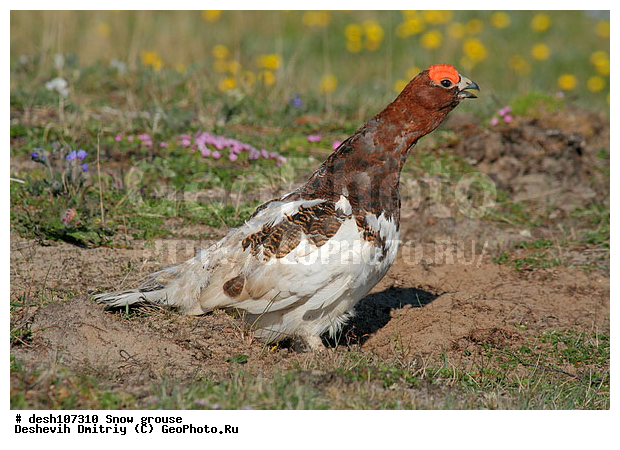 �������, ����� ���������, �������, �������, ���������, �����, ������, �����, ��������� ����, �������, ����������� ���������, ������������� �������, �������� ���������� �����, ������, ��������, ��������, ��������, �����������, �����, �����, XYZ, �����������, Tetraonidae, ����� ���������,  Lagopus lagopus