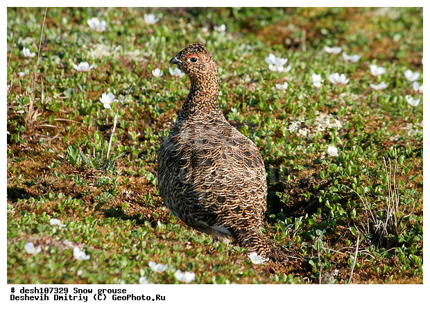 �������, ����� ���������, �������, �������, ���������, �����, ������, �����, ��������� ����, �������, ����������� ���������, ������������� �������, �������� ���������� �����, ������, ��������, ��������, ��������, �����������, �����, �����, XYZ, �����������, Tetraonidae, ����� ���������,  Lagopus lagopus