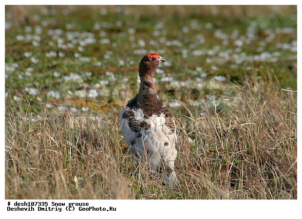 �������, ����� ���������, �������, �������, ���������, �����, ������, ��������� ����, �������, ����������� ���������, ������������� �������, �������� ���������� �����, ������, ��������, ��������, ��������, �����������, �����, �����, XYZ, �����������, Tetraonidae, ����� ���������,  Lagopus lagopus