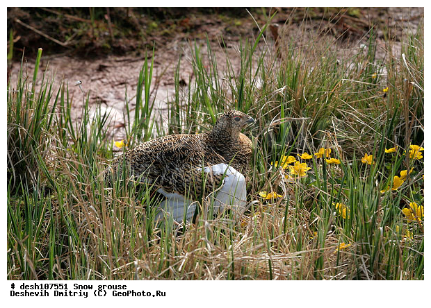 �������, ����� ���������, �������, �������, ���������, �����, ������, �����, ��������� ����, �������, ����������� ���������, ������������� �������, �������� ���������� �����, ������, ��������, ��������, ��������, �����������, �����, �����, XYZ, �����������, Tetraonidae, ����� ���������,  Lagopus lagopus