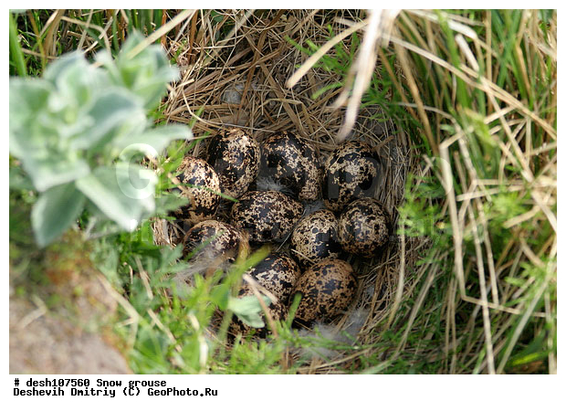 �������, ����� ���������, �������, ������, �������, ���������, �����, ������, ����, ����, ��������� ����, �������, ����������� ���������, ������������� �������, �������� ���������� �����, ������, ��������, ��������, ��������, �����������, �����, �����, XYZ, �����������, Tetraonidae, ����� ���������,  Lagopus lagopus