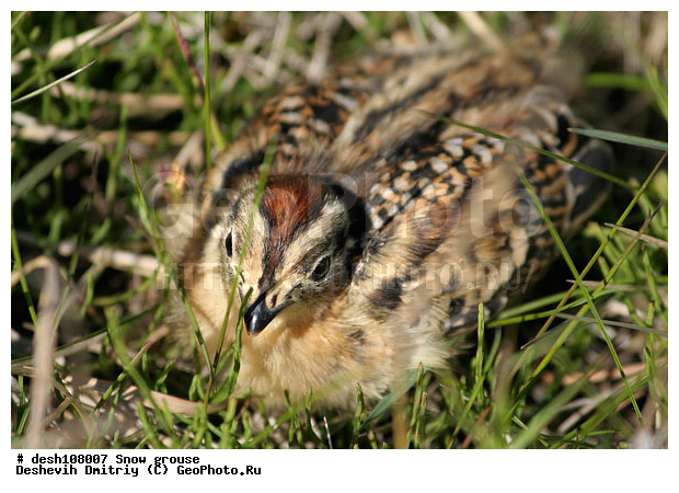 �������, ����� ���������, �������, ��������, �������, ���������, ������, �����, ������, ��������, ��������� ����, �������, ����������� ���������, ������������� �������, �������� ���������� �����, ������, ��������, ��������, ��������, �����������, �����, �����, XYZ, �����������, Tetraonidae, ����� ���������,  Lagopus lagopus