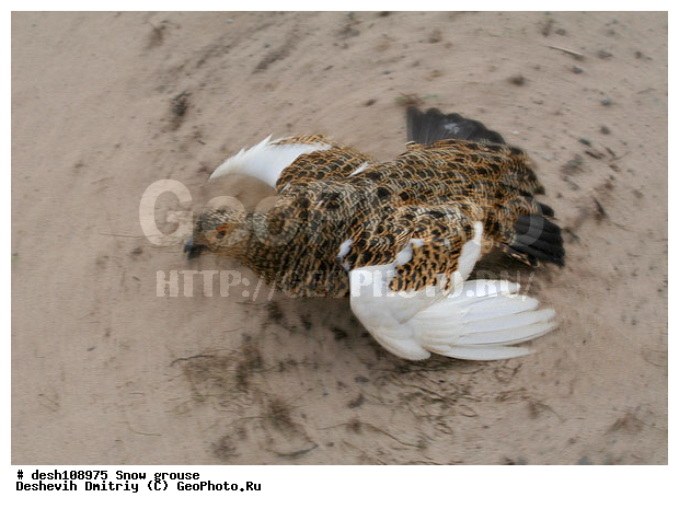 �������, ����� ���������, �������, �������, ���������, �����, ������, ��������� ����, �������, ����������� ���������, ������������� �������, �������� ���������� �����, ������, ��������, ��������, ��������, �����������, �����, �����, XYZ, �����������, Tetraonidae, ����� ���������,  Lagopus lagopus