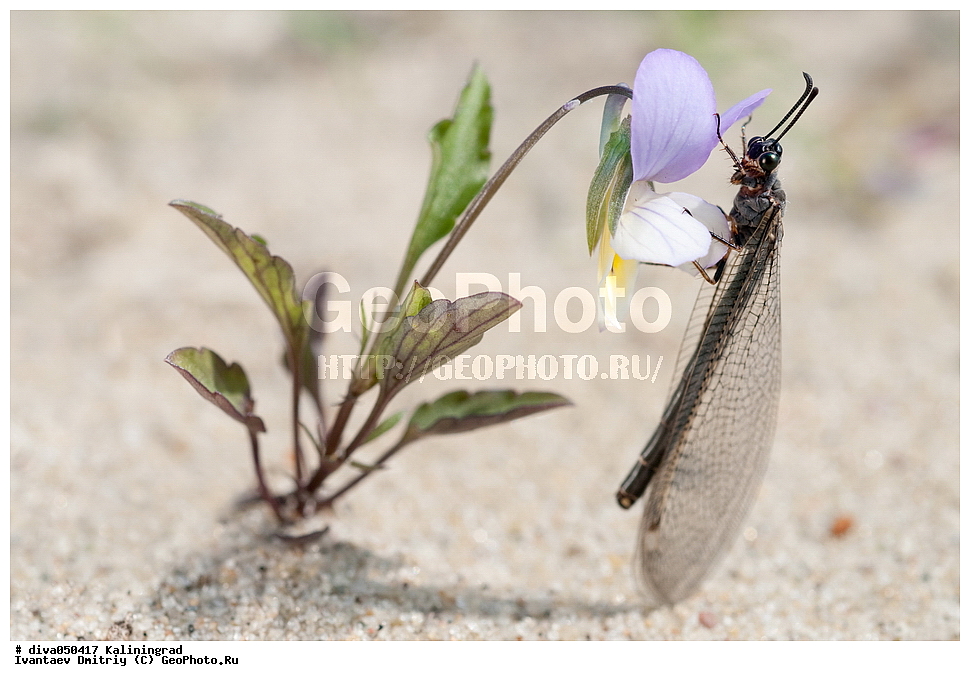 ���������, �����, ����, ����� �������,���������� ���