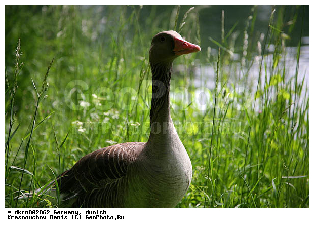 ��������, ������, ����, ����������, ����, �����������������, ������������� �����, XYZ, ������, Anatidae, ����� ����, Anser anser, �����������������, ������������� �����, XYZ, ������, Anatidae, ����� ����, Anser anser