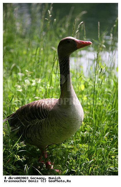 ��������, ������, ����, ����������, ����, �����������������, ������������� �����, XYZ, ������, Anatidae, ����� ����, Anser anser, �����������������, ������������� �����, XYZ, ������, Anatidae, ����� ����, Anser anser