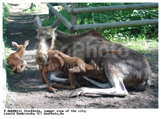 ���������, ������, ��������, ��������, �������������, �������������, �����, �����, XYZ, ��������, ������, Cervidae, ����, �������, Alces alces