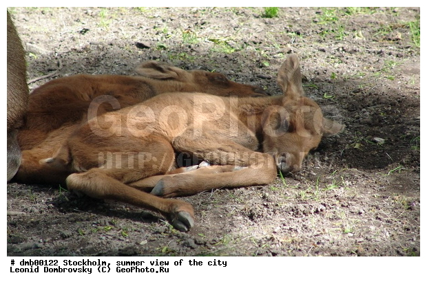 ���������, ������, ��������, ��������, �������������, �������������, �����, �����, XYZ, ��������, ������, Cervidae, ����, �������, Alces alces