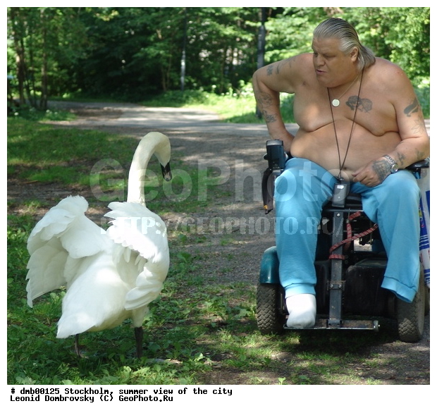 ���������, ������,��������, ��������, �����, �����, ��������, �����������, �����������������, ������������� �����, ������������� �����, XYZ, ������, Anatidae, ������-�����, Cygnus olor