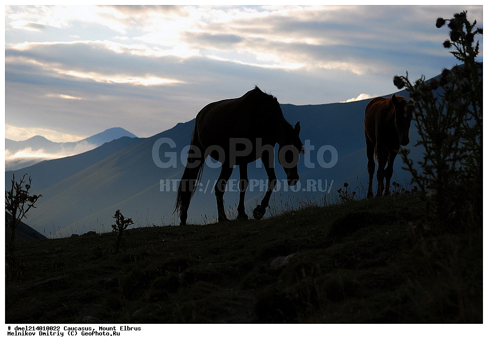 �������, ������, ���������-��������, ������, ������, ����, ������, ��������, ��������, �������������, �������������, �����, �����, XYZ, ���������, Equidae, �������� ������, Equus ferus caballus