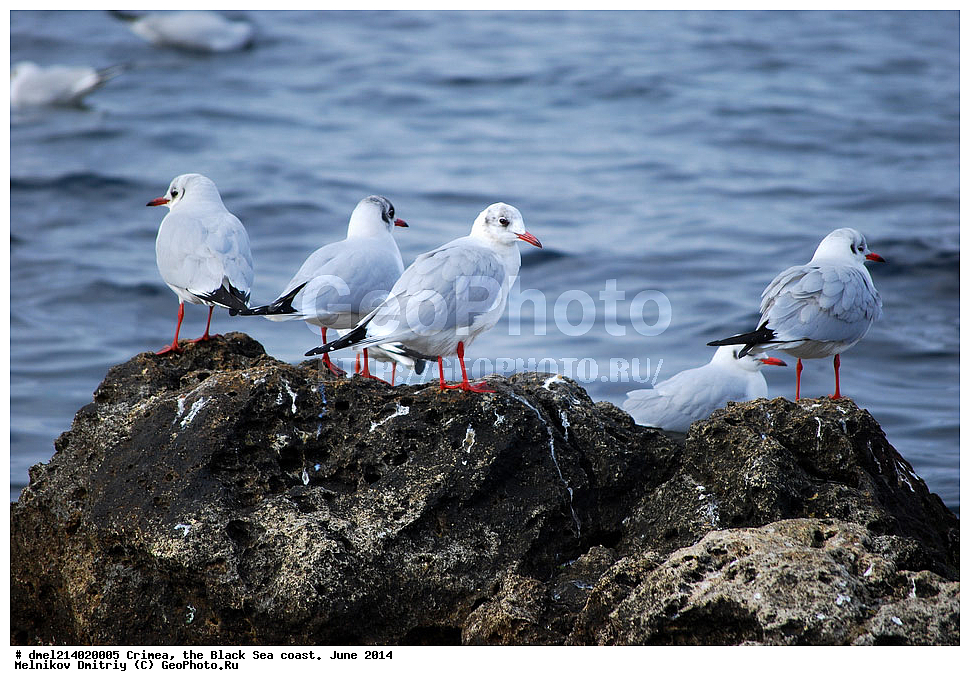 ����, ������������ ���������, ������� 2014, ����������, �����������, �����, �����