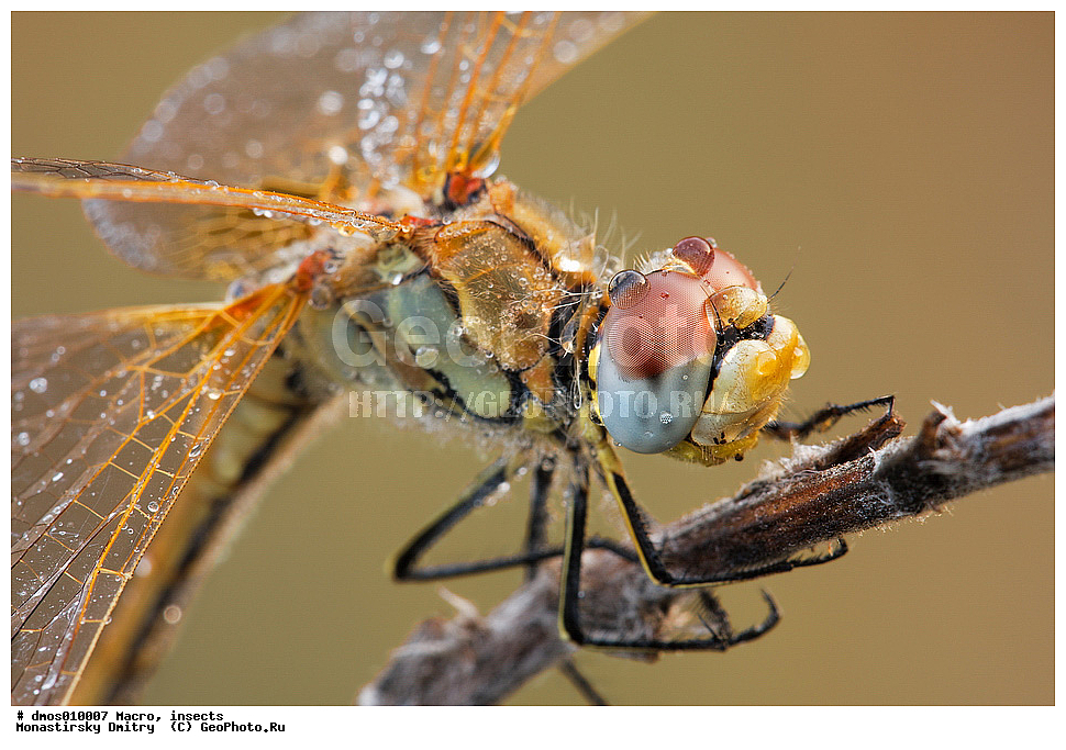 �����������, ���������, �����, ��������������, �������������, ��������������