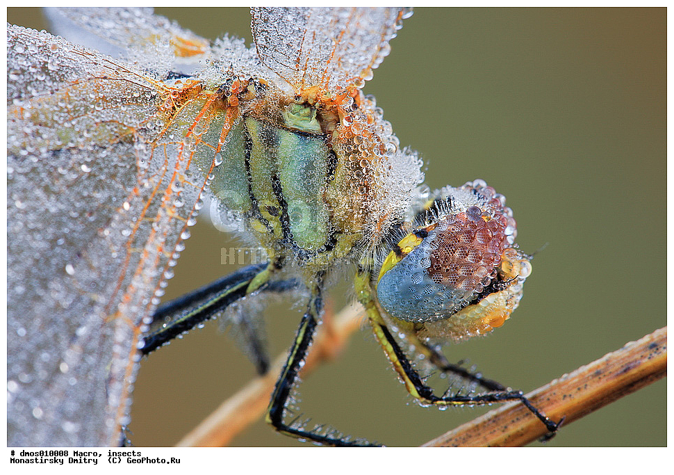 �����������, ���������, �����, ��������������, �������������, ��������������