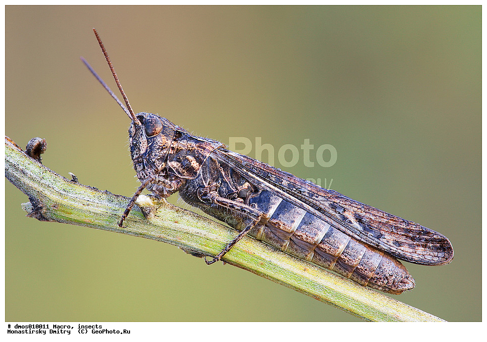 �����������, ���������, �����, ��������������, �������������, ��������������