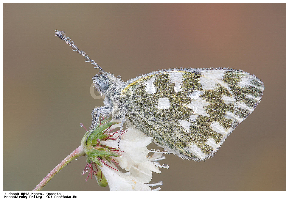 �����������, ���������, �����, ��������������, �������������, ��������������