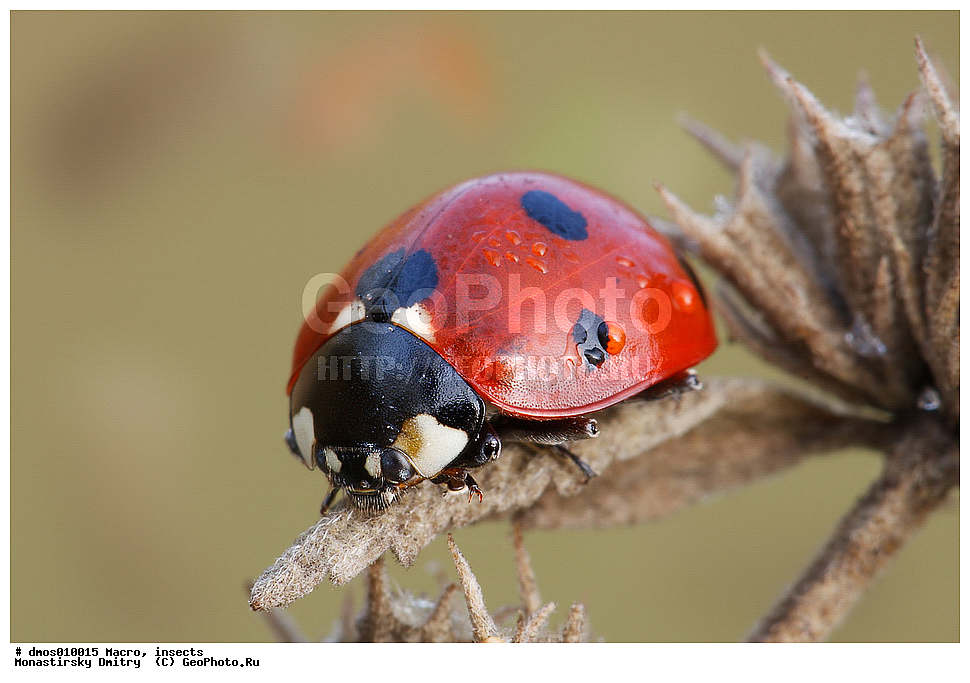 �����������, ���������, �����, ��������������, �������������, ��������������