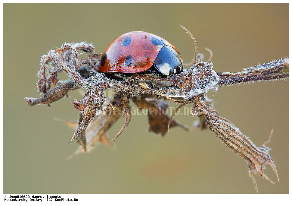 �����������, ���������, �����, ��������������, �������������, ��������������