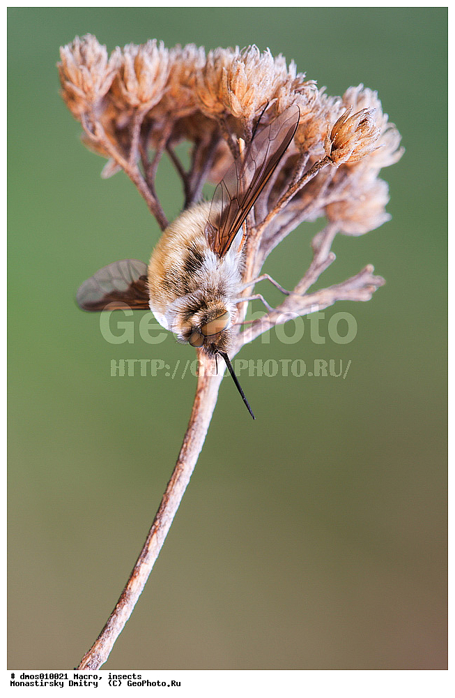 �����������, ���������, �����, ��������������, �������������, ��������������