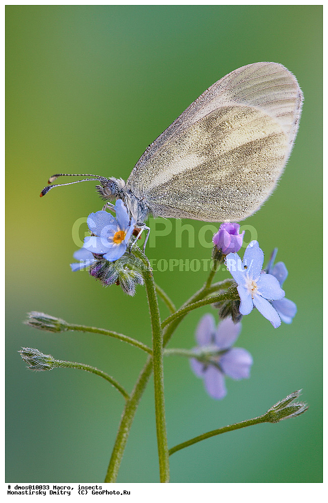 �����������, ���������, �����, ��������������, �������������, ��������������