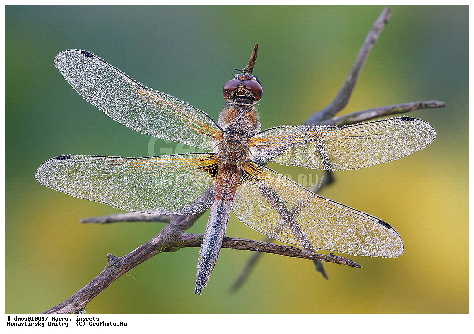 �����������, ���������, �����, ��������������, �������������, ��������������