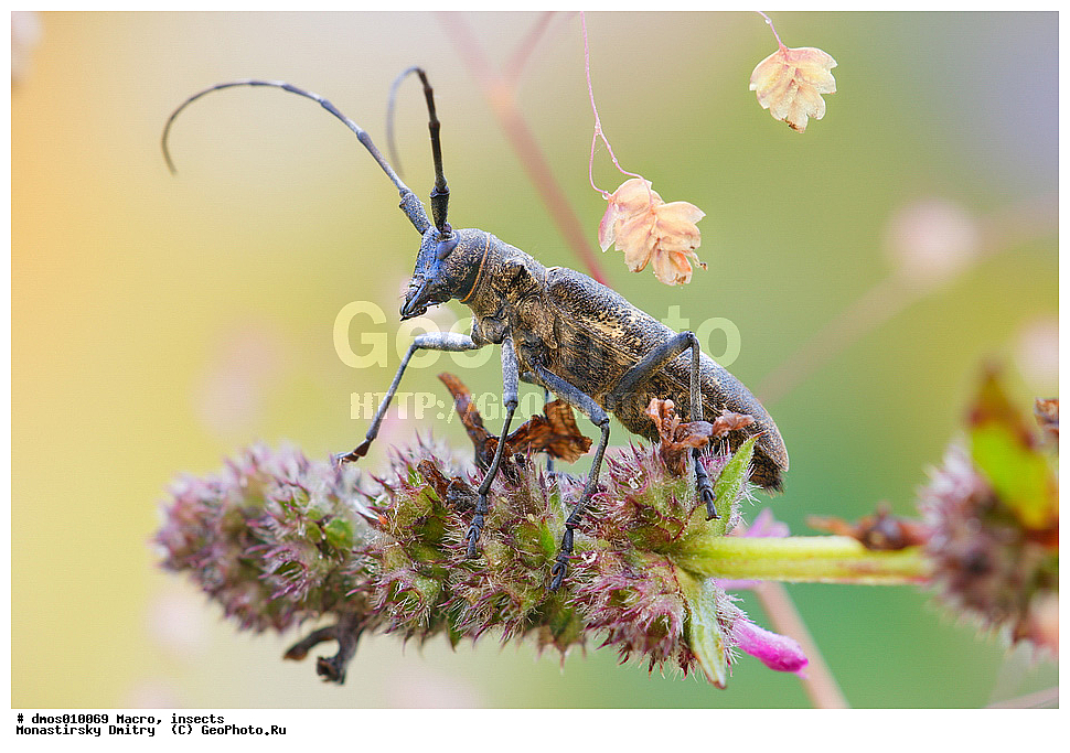 �����������, ���������, �����, ��������������, �������������, ��������������