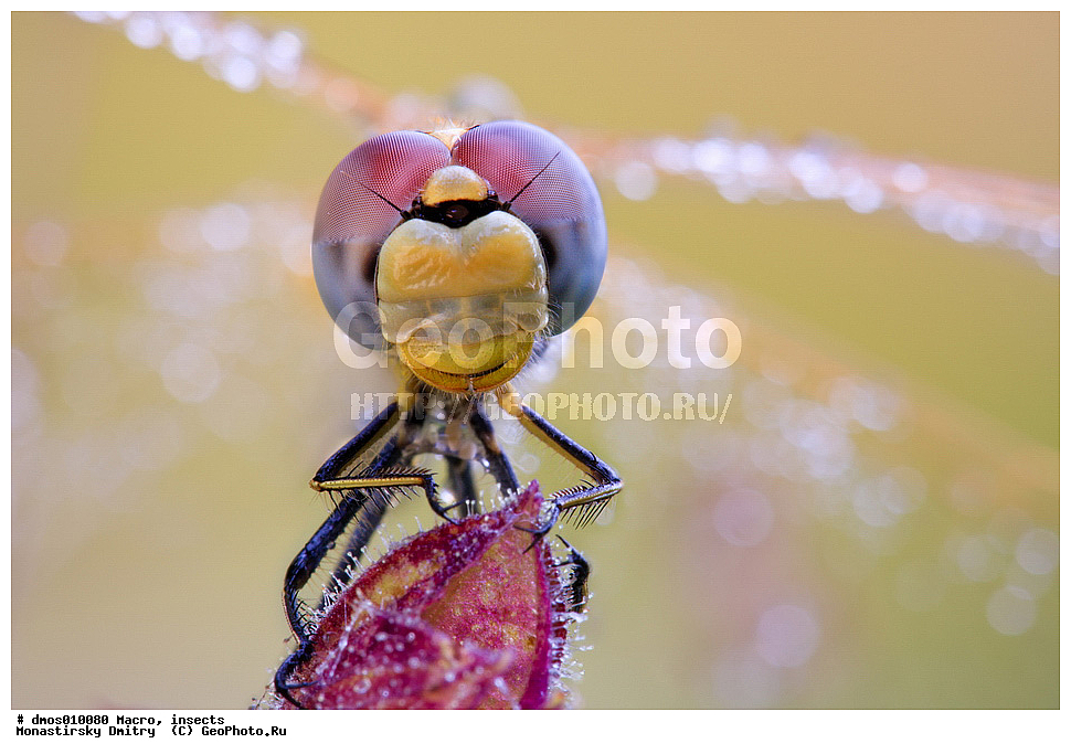 �����������, ���������, �����, ��������������, �������������, ��������������