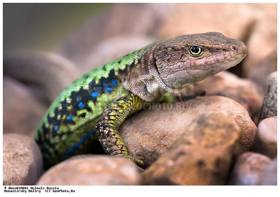 ��������, ������, ������������, ��������, ��������, ��������������, ��������������, ��������, ��������, XYZ, ��������� �������, ���������, Lacertida, �������� �������, ��������� �������, �������, Darevskia saxicola, Lacerta saxicola, Lacerta muralis saxicola